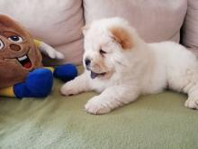 Puppies for sale chow chow - Germany, Munich