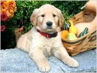 Puppies for sale golden retriever - Germany, Dusseldorf