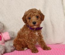 Puppies for sale other breed - Germany, Frankfurt an der Oder