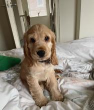 Puppies for sale cocker spaniel - Ireland, Kildare