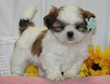 Puppies for sale shih tzu - Estonia, Narva