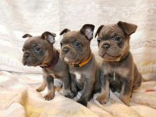 Puppies for sale french bulldog - Denmark, Aarhus