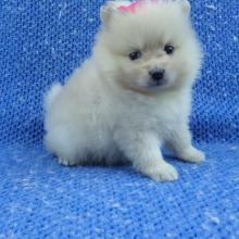 Puppies for sale pomeranian spitz - Estonia, Pya