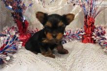 Puppies for sale yorkshire terrier - Germany, Dusseldorf