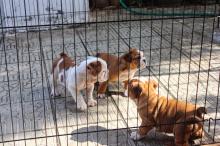 Puppies for sale english bulldog - Bulgaria, Sofia