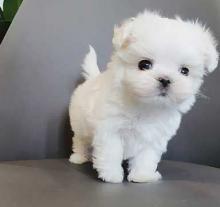 Puppies for sale maltese - Ireland, Cork. Price 12 €