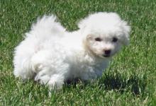 Puppies for sale bichon - Netherlands, Rotterdam. Price 11 €