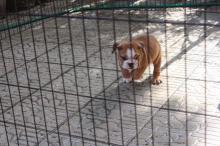 Puppies for sale english bulldog - Germany, Baden-Baden