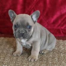 Puppies for sale french bulldog - United Kingdom, Kent