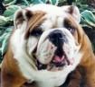 Puppies for sale english bulldog - Germany, Dusseldorf