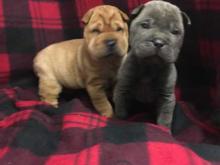 Puppies for sale shar pei - Hungary, Budapest. Price 10 €