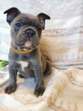 Puppies for sale french bulldog - Italy, Bologna