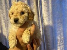 Puppies for sale toy-poodle - Ireland, Cork. Price 11 €