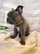 Puppies for sale french bulldog - Cyprus, Nicosia