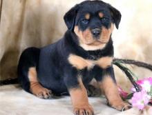 Puppies for sale rottweiler - Ireland, Wicklow