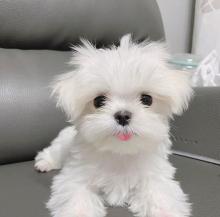 Puppies for sale maltese - Ireland, Offaly