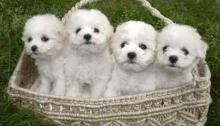 Puppies for sale bichon - Germany, Munich. Price 155 €