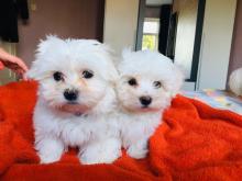 Puppies for sale maltese - Slovakia, Bratislava. Price 10 €