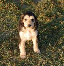 Puppies for sale afghan hound - Ireland, Dublin. Price 10 €