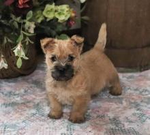 Puppies for sale other breed - Denmark, Aalborg