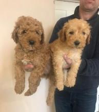 Puppies for sale poodle - Slovakia, Ostrava