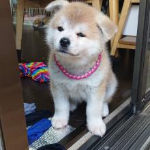 Puppies for sale akita - Bulgaria, Sofia