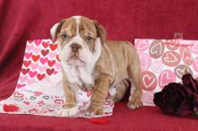 Puppies for sale english bulldog - Luxembourg, Luxembourg