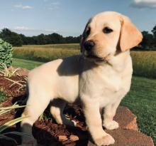 Puppies for sale , labradors puppies - Hungary, Miskolc