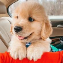 Puppies for sale golden retriever - Sweden, Esbjerg