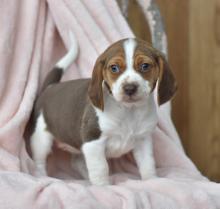 Puppies for sale beagle - Russia, Ekaterinburg