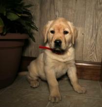 Puppies for sale labrador - Denmark, Kopenagen