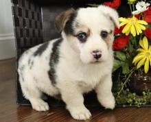 Puppies for sale other breed - United Kingdom, Aberdeen