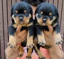 Puppies for sale rottweiler - Canada, Alberta, Calgary