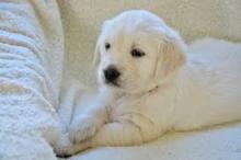 Puppies for sale golden retriever - Azerbaijan, Sumgait