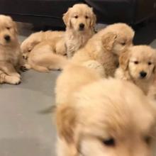 Puppies for sale golden retriever - Netherlands, Bergen aan Zee