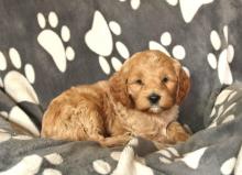 Puppies for sale other breed - Malta, Valletta