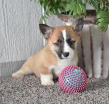 Puppies for sale welsh terrier - Netherlands, Rotterdam