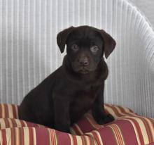 Puppies for sale labrador - Belarus, Vitebsk