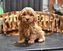 Puppies for sale other breed - Belarus, Grodno