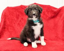 Puppies for sale bearded collie - United Kingdom, Kilmarnock