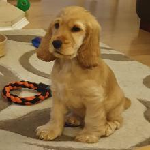 Puppies for sale , cocker spaniels puppies - Russia, Omsk