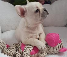 Puppies for sale french bulldog - Sweden, Leksand