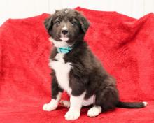 Puppies for sale bearded collie - Romania, Dirlosh