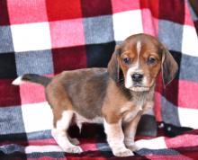 Puppies for sale beagle - Lithuania, Neringa