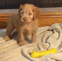 Puppies for sale other breed - Ireland, Cork