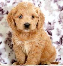 Puppies for sale ,  cockapoo - United Kingdom, Sheffield