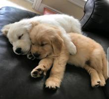 Puppies for sale golden retriever - Canada, Nunavut