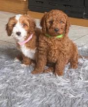 Puppies for sale , cavapoo - United Kingdom, Aberdeen