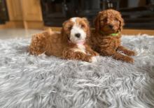 Puppies for sale , cavapoo - Austria, Linz