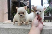 Puppies for sale chihuahua - Lithuania, Birstonas